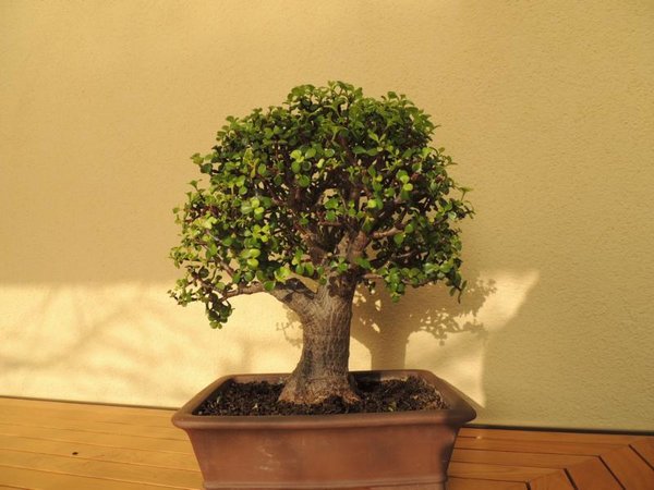 JADE (1).JPG