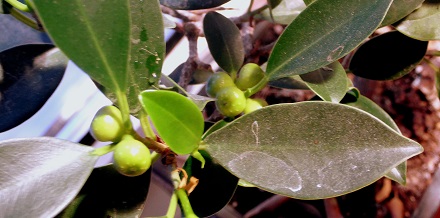 ficus 005b.....jpg