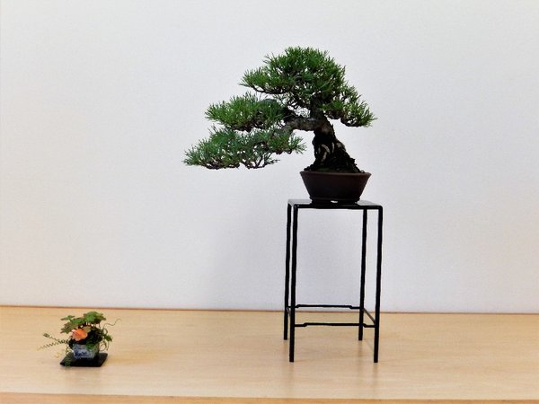 Pinus sylvestris auf schlankem hohen Kaskadentisch