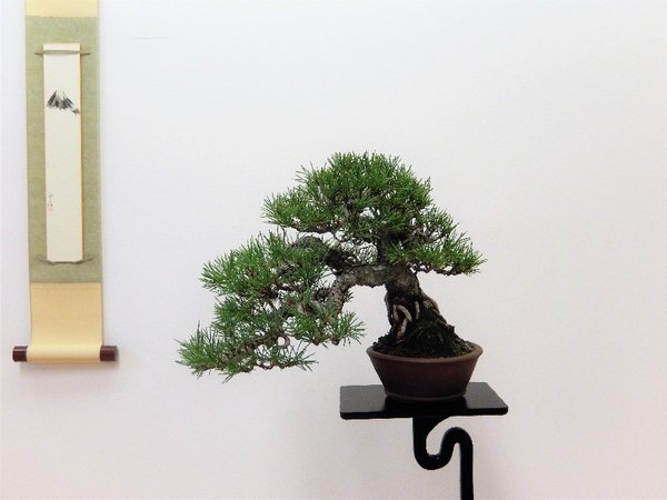 Pinus sylvestris