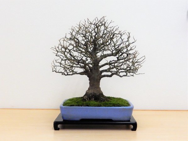 Celtis sinensi