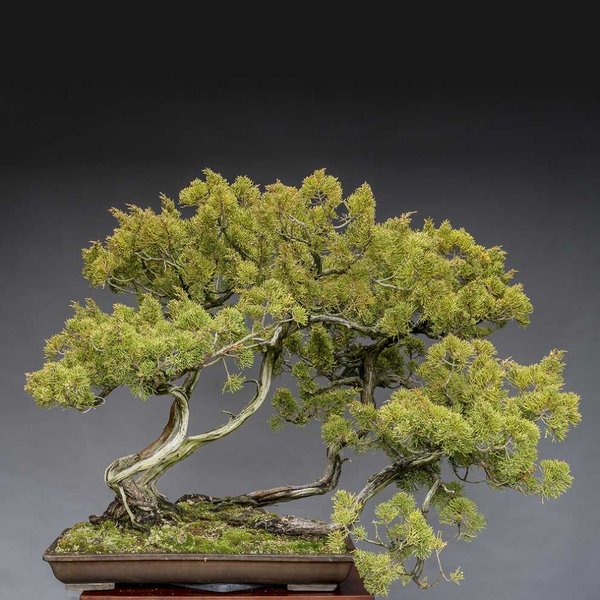 J.chinensis Itoigawa, 5 -fach Stamm, ca. 200 Jahre alt, Yamadori Nordjapan
