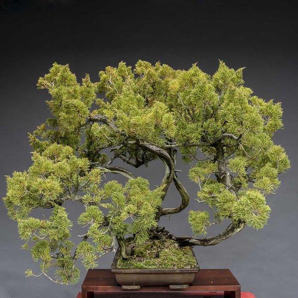 J.chinensis Itoigawa, 5 -fach Stamm, ca. 200 Jahre alt, Yamadori Nordjapan