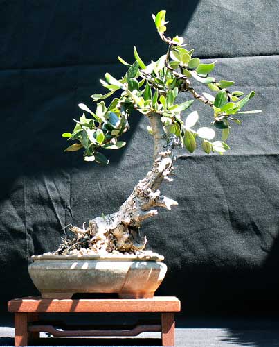 Olive1.jpg