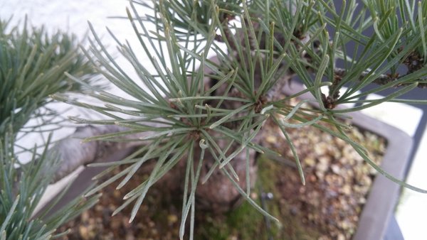 Knospen