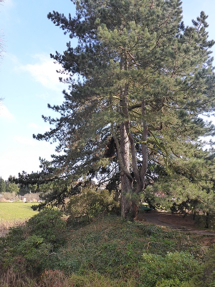 Mädchenkiefer