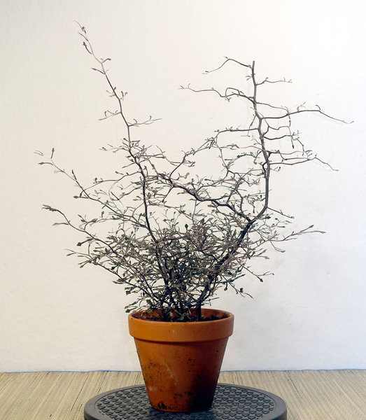 Ersatzpflanze(n)