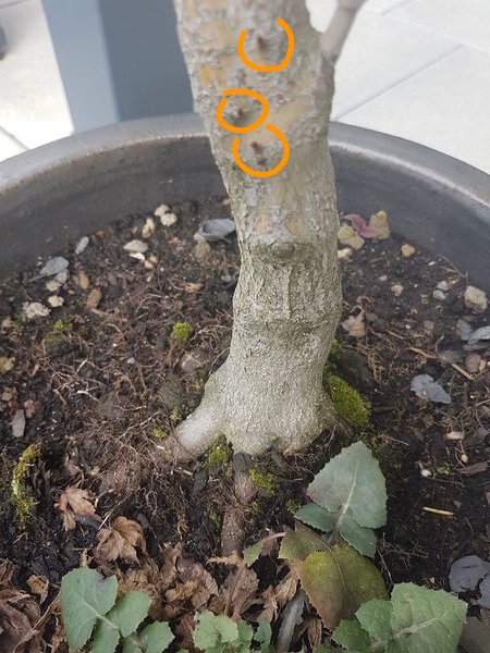 aktive Knospen?