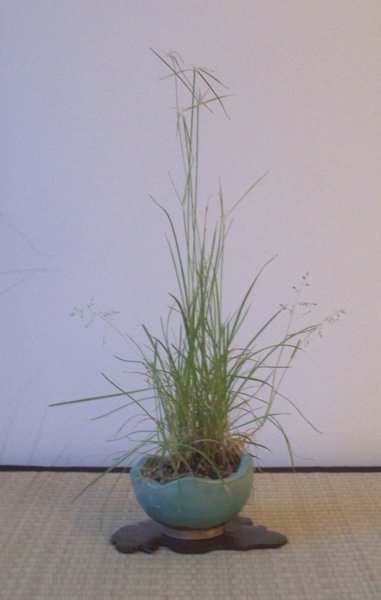 Sternsumpfgras am 04.02.2018.jpg