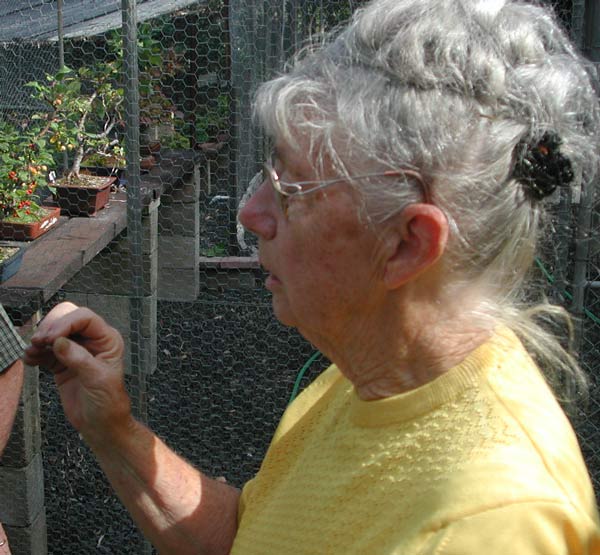 Die Lady of Bonsai