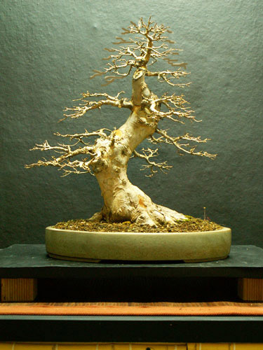 martin_acer02.jpg