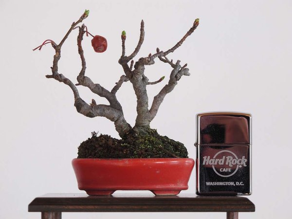 Apfelbaum