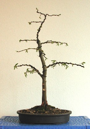 Erstgestaltung 2002
