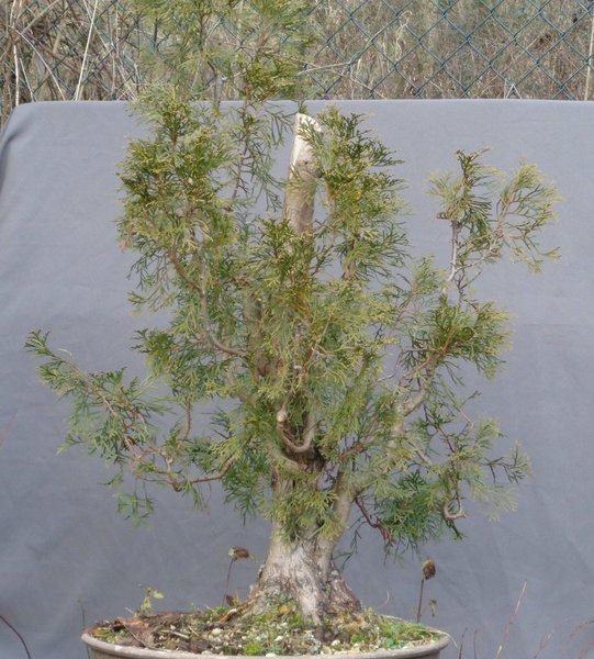 Thuja 2018 HK.jpg