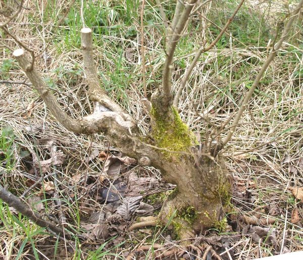 Bergulme 2006