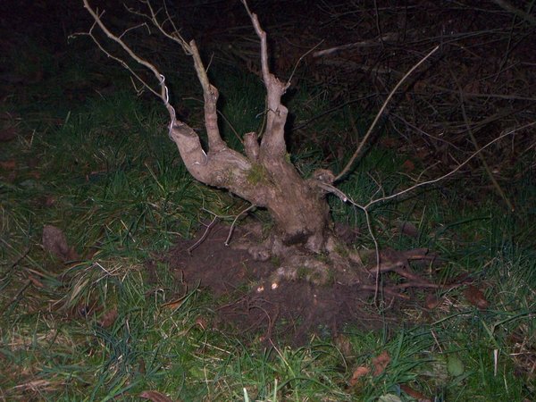 Bergulme 2009