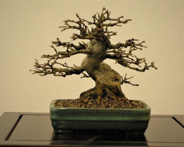 Premna Feb. 2018