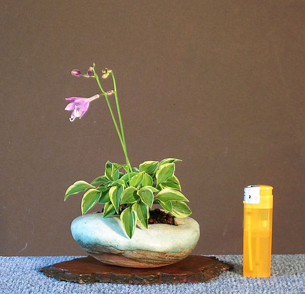 Hosta_venusta_Kin_Botan.jpg