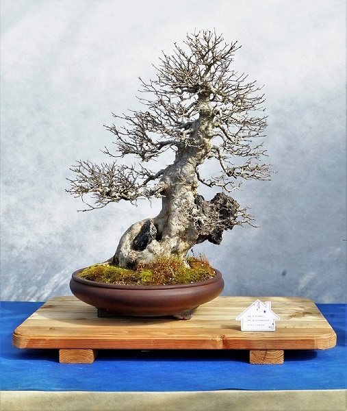 Wir eröffnen mit einem Dreispitz über Stein. Der Baum ist ausgezeichnet - hervorragende Verjüngung, schöne Bewegung. Die Präsentation ist unter den in der Einführung genannten Aspekten zu bewerten.