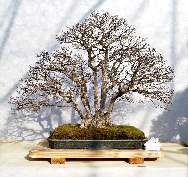 Hier nun wieder Bonsai auf Top-Niveau. So etwas im heimischen Garten - ein Traum ...