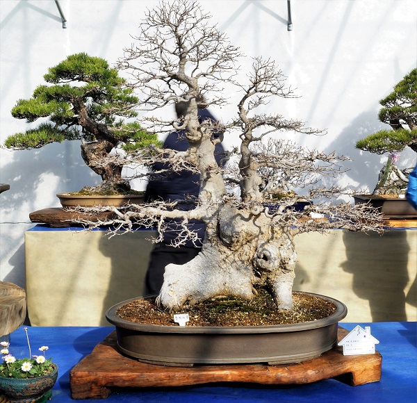 Celtis "jessoensis": Zürgelbaum ist klar. Aber welcher genau. Selbst der Zander hilft nicht weiter. Sei's drum, freueb wir uns über einen tollen Baum mit "chinesischem" Fuß
