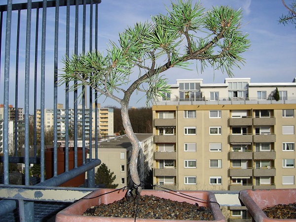 0001-30.03.2008.jpg