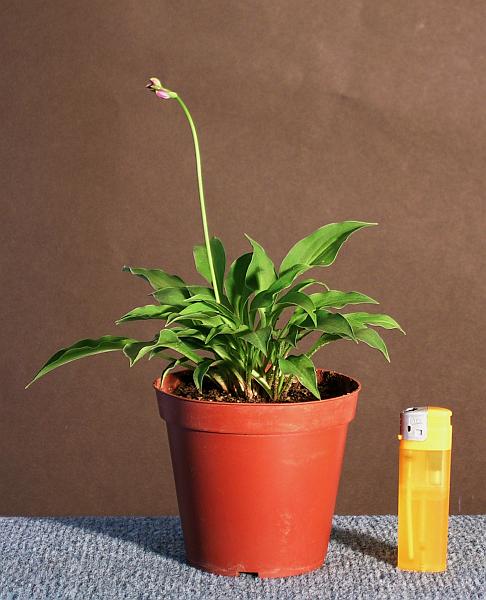 HOSTA_Dilli_One.jpg
