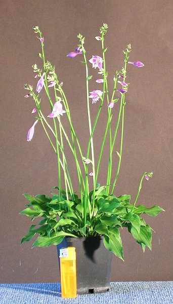 Hosta_gracillima.jpg