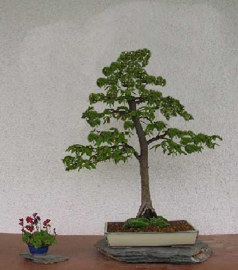 hainbuche_2006.jpg