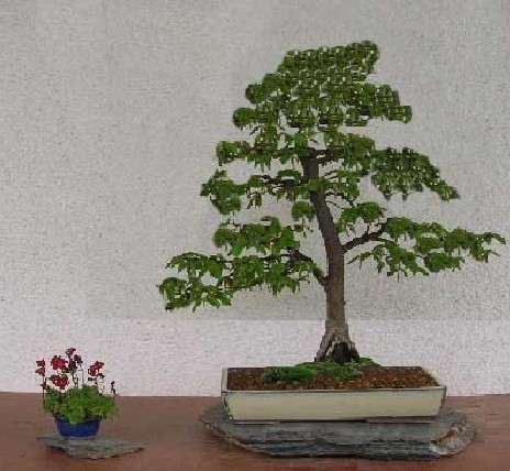 hainbuche_abgemoost.jpg