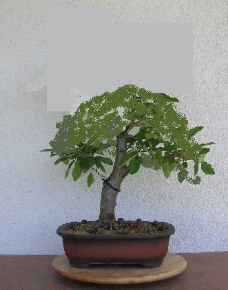 apfel_128.jpg