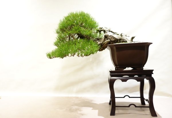 Pinus
