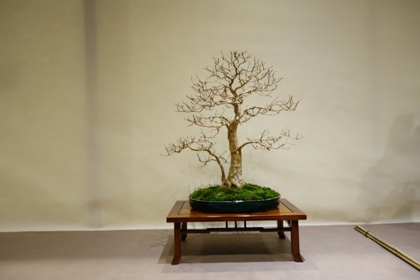 Lagerstroemia indica, ca 70 cm hoch