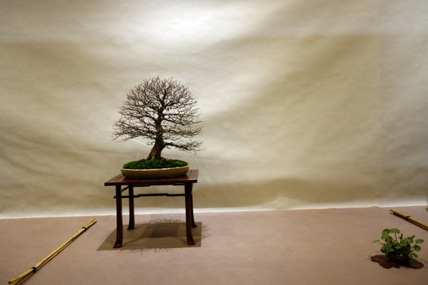 Eine Carpinus mit einer irren Feinverzweigung.