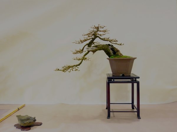Larix