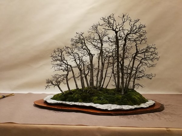 Carpinus. Beeindruckend reifer Wald