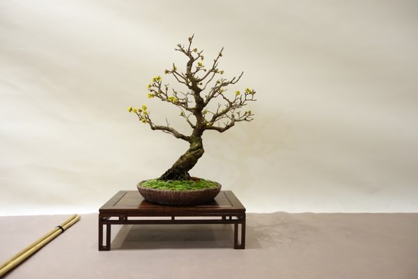 Cornus mas.