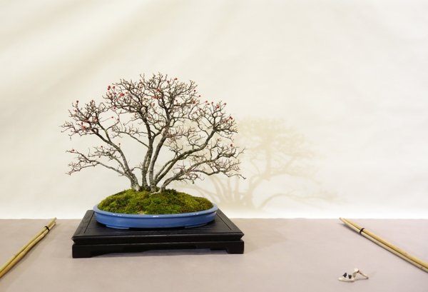 Cotoneaster horizontalis