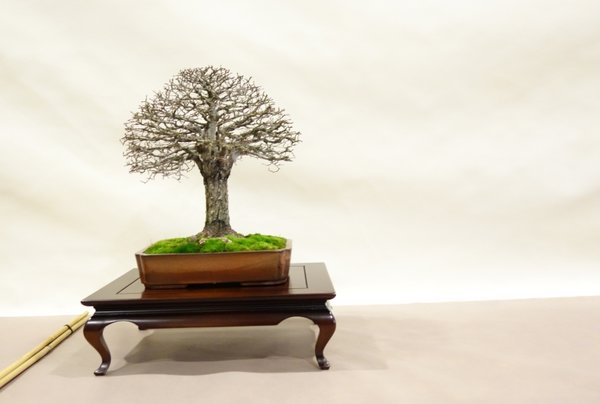 Zelkova serrata