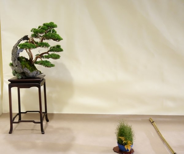 Juniperus chinensis