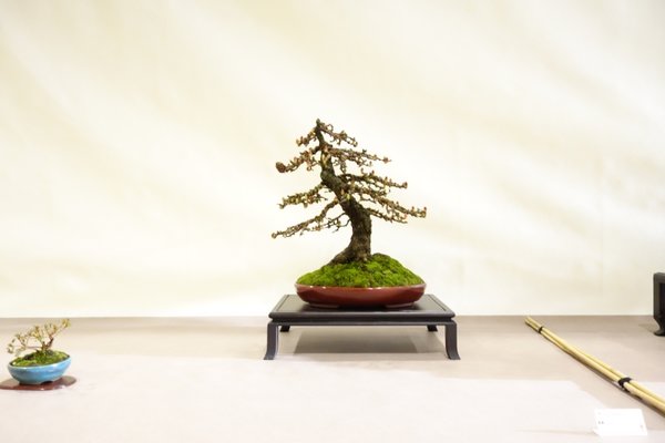 Larix