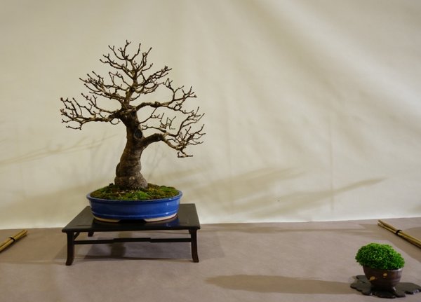 Fraxinus ornus