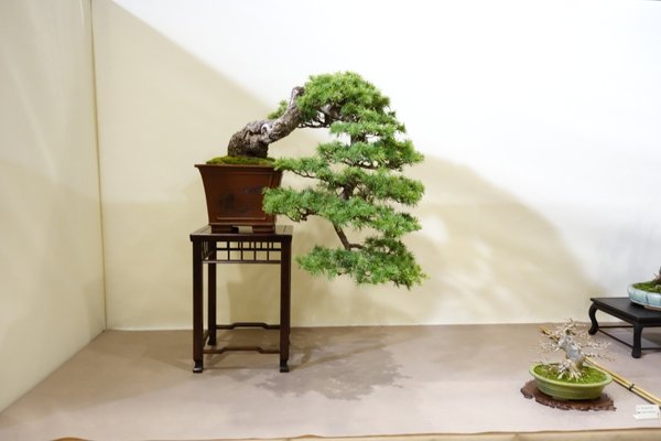 Cedrus deodora