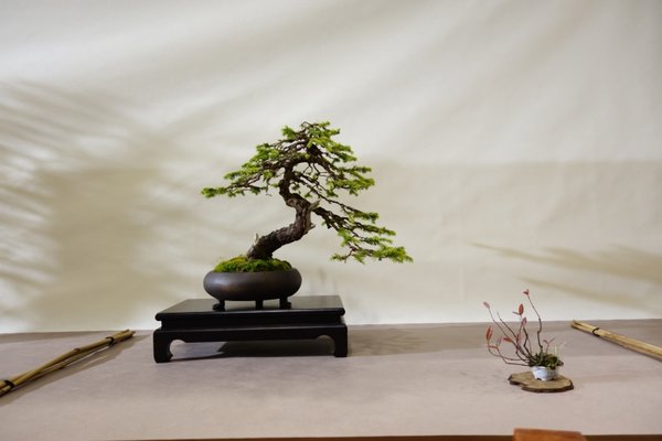 Picea abies