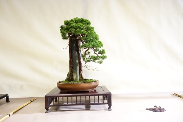 Juniperus chinensis auf Stein