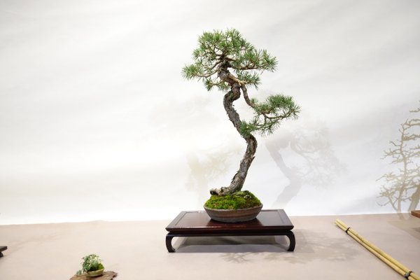 Pinus sylvestris