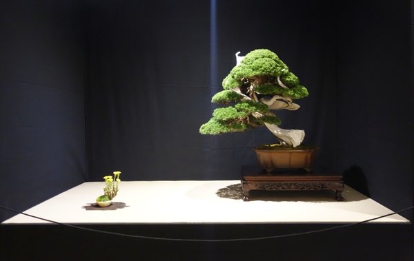 Juniperus chinensis