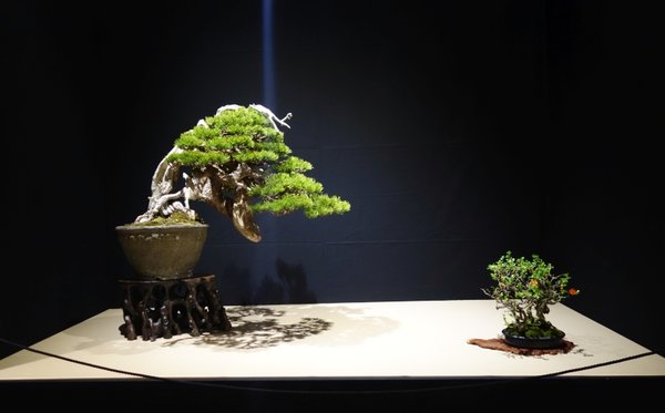 Pinus Mugo von Enzo Ferrari