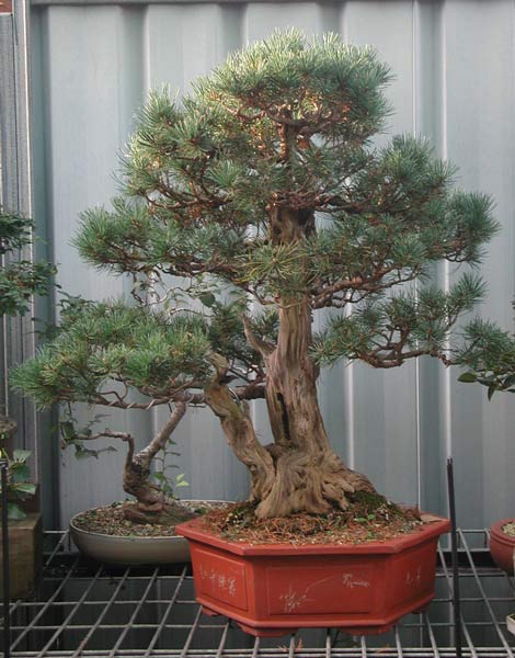 P. sylvestris, schön, aber wohl ein Tanuki, Gut gemacht