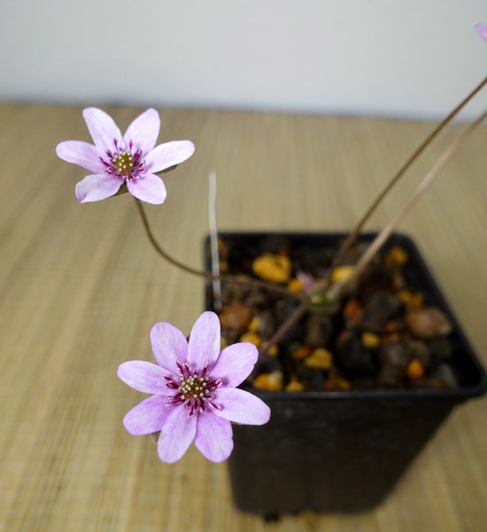 rosa mit weinroten Staubblättern und weißen Stempeln